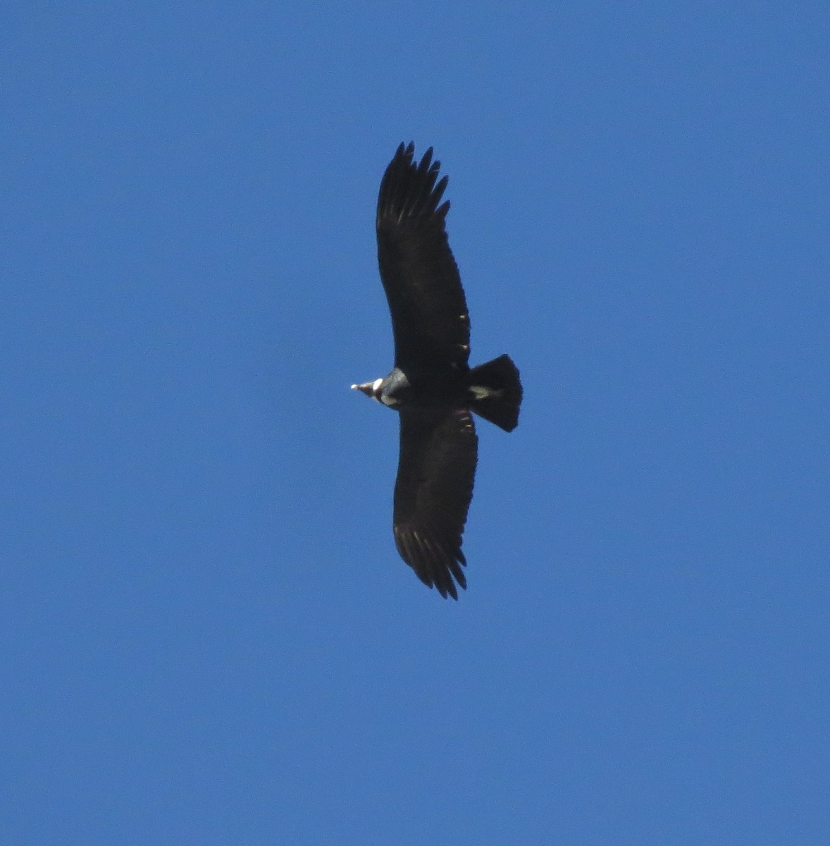 Andean Condor - ML565697651