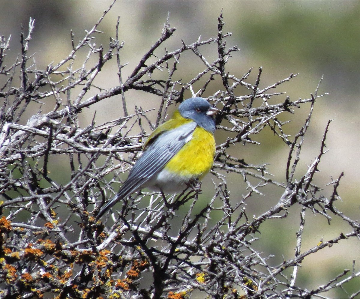 Gray-hooded Sierra Finch - ML565697961