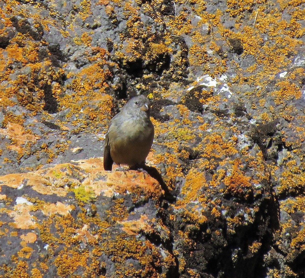 Plain-colored Seedeater - ML565698021