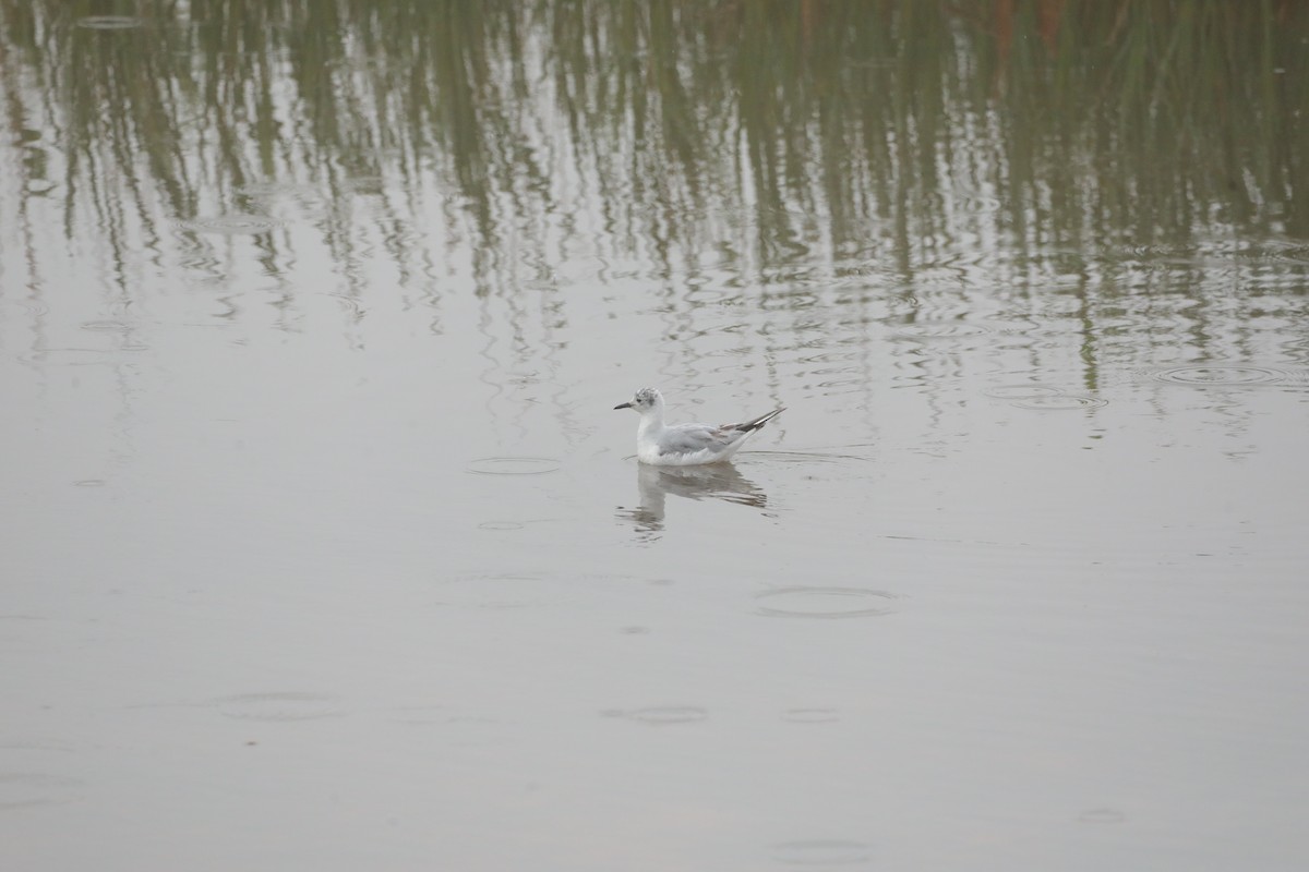 Bonaparte's Gull - ML565698161