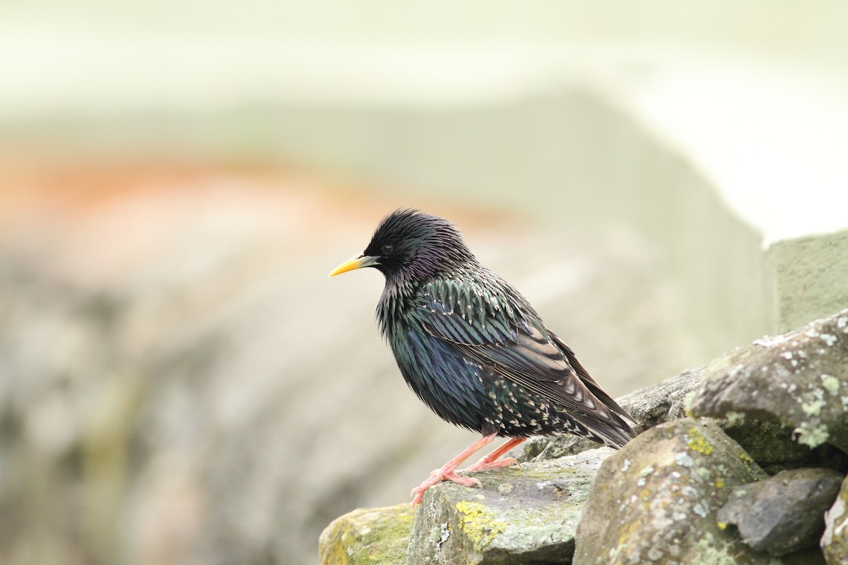 European Starling - ML565698401