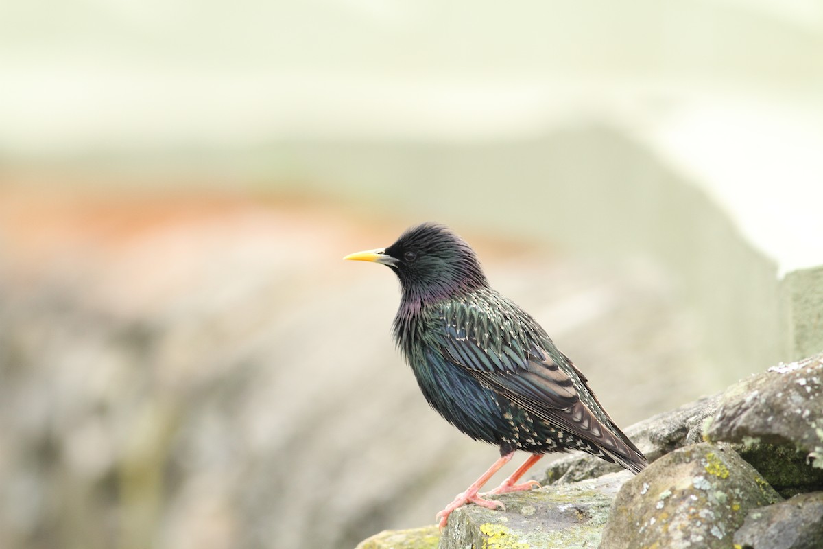 European Starling - ML565698551