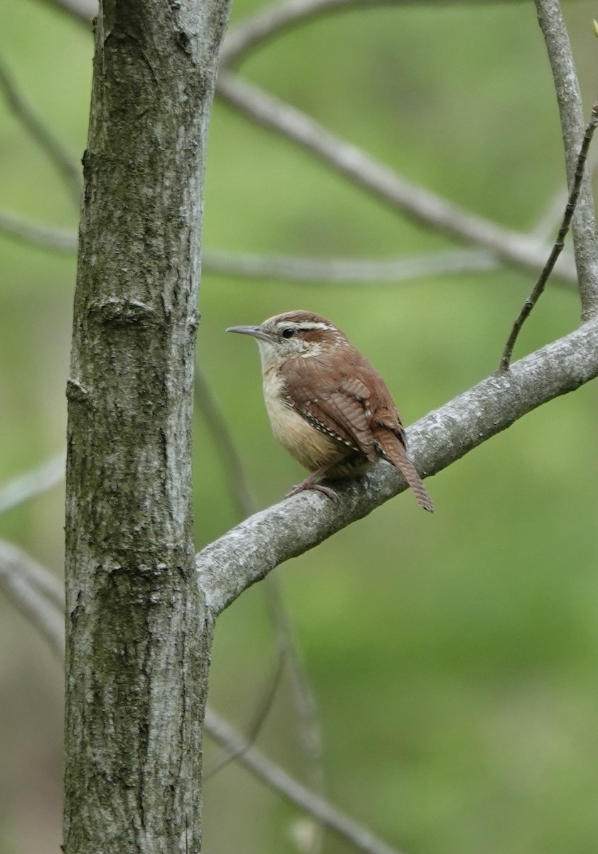 Carolina Wren - ML565698921