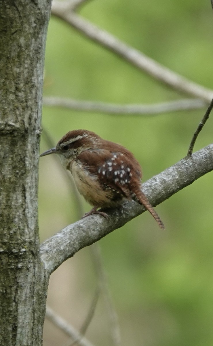 Carolina Wren - ML565698991