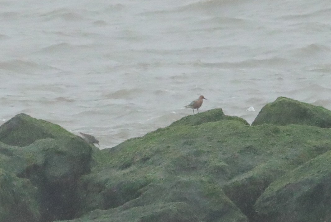 Red Knot - Joseph Salmieri Jr.