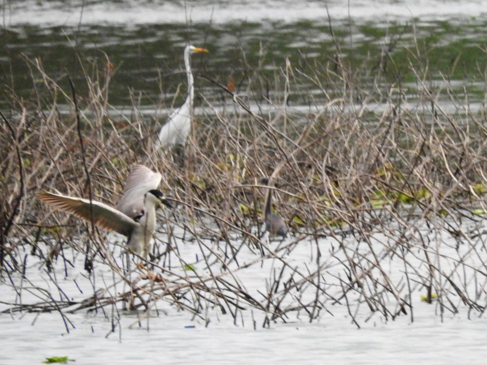 Black-crowned Night Heron - ML565701121