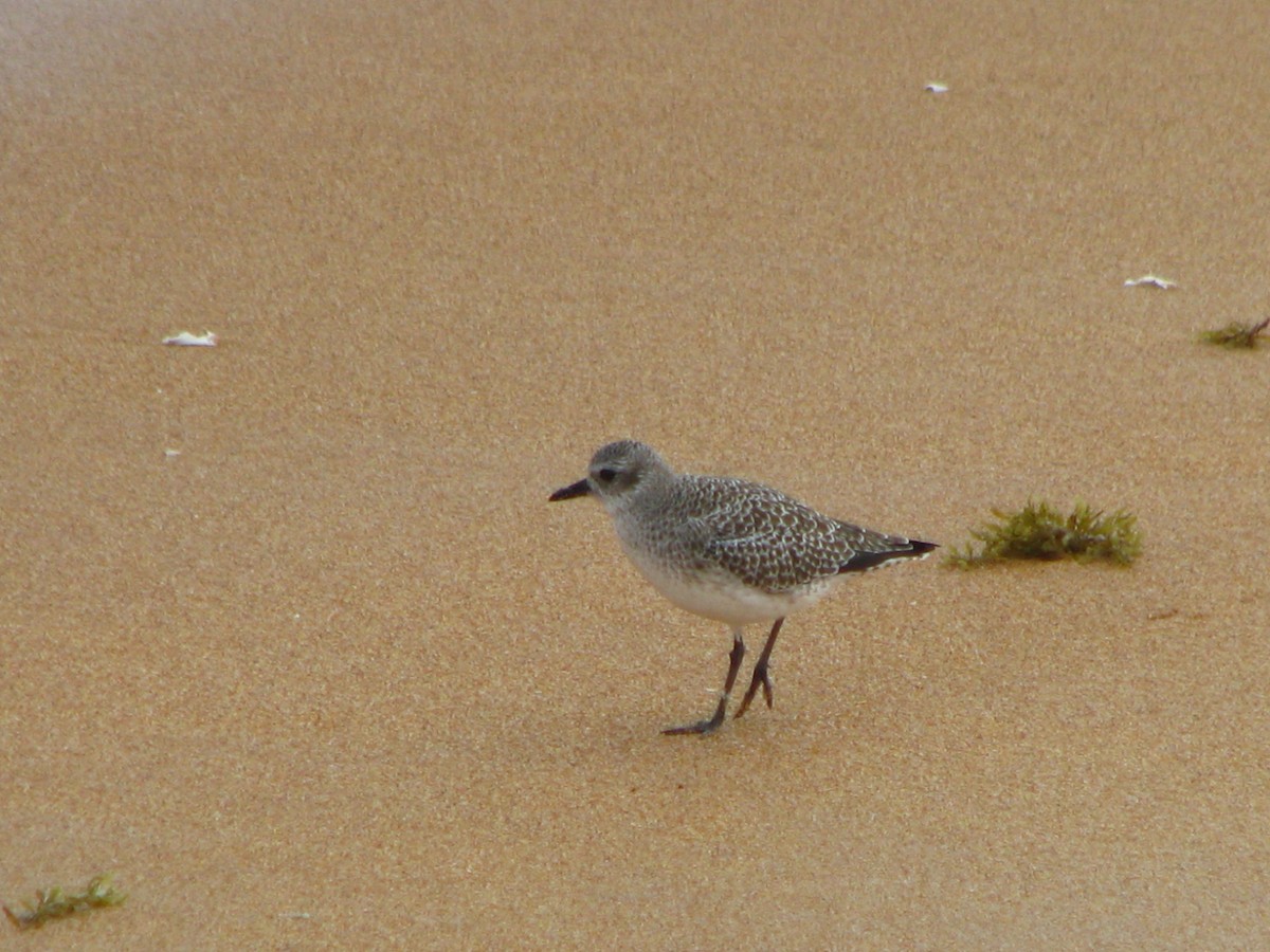 Black-bellied Plover - ML565702151