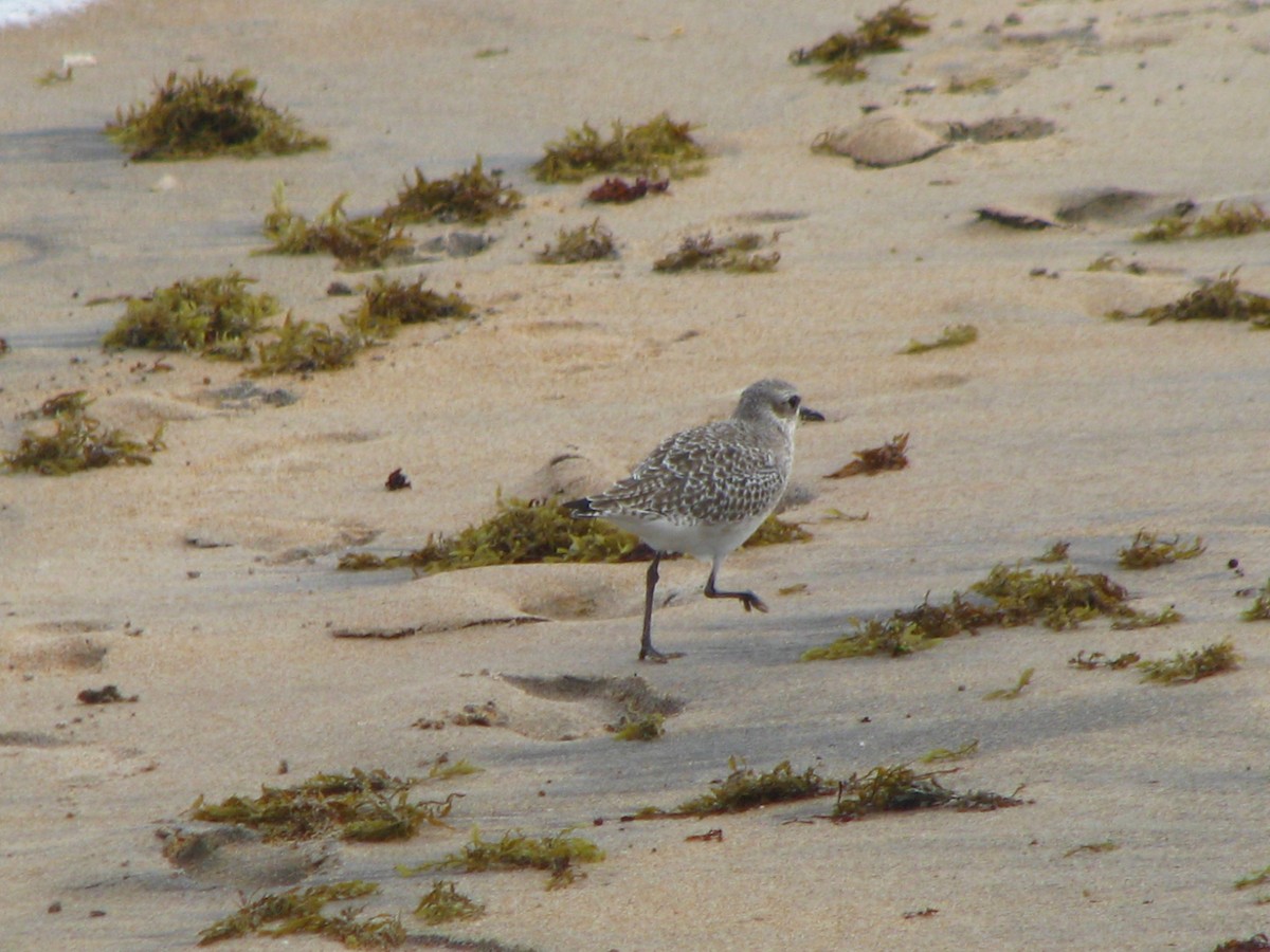 Black-bellied Plover - ML565702171