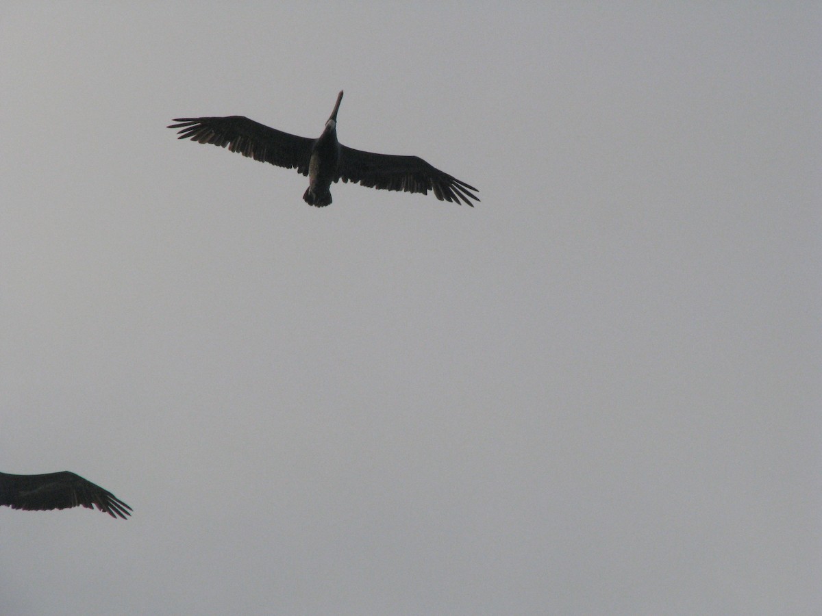 Brown Pelican - Alan Collier