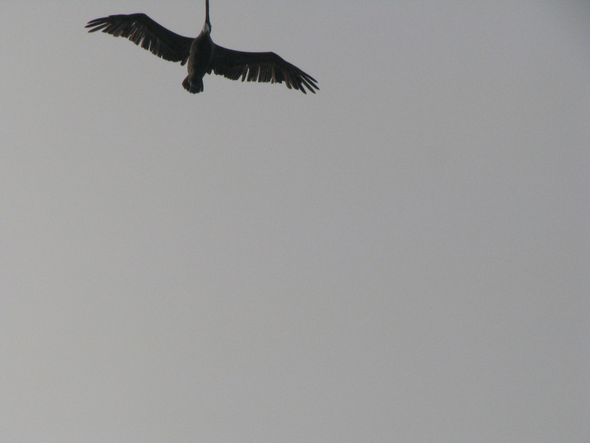 Brown Pelican - ML565702511