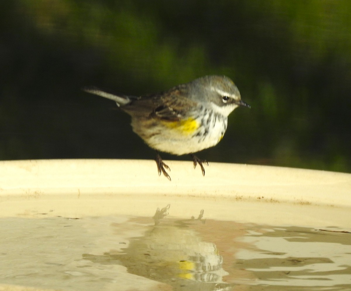 Yellow-rumped Warbler - ML565703241