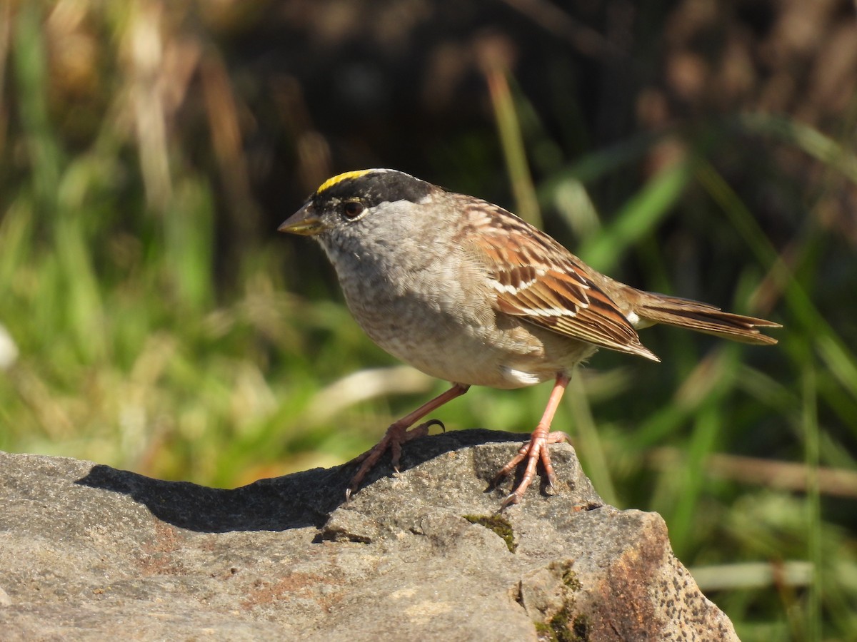 Golden-crowned Sparrow - ML565703351