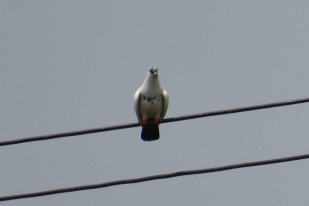 Rock Pigeon (Feral Pigeon) - ML565703901