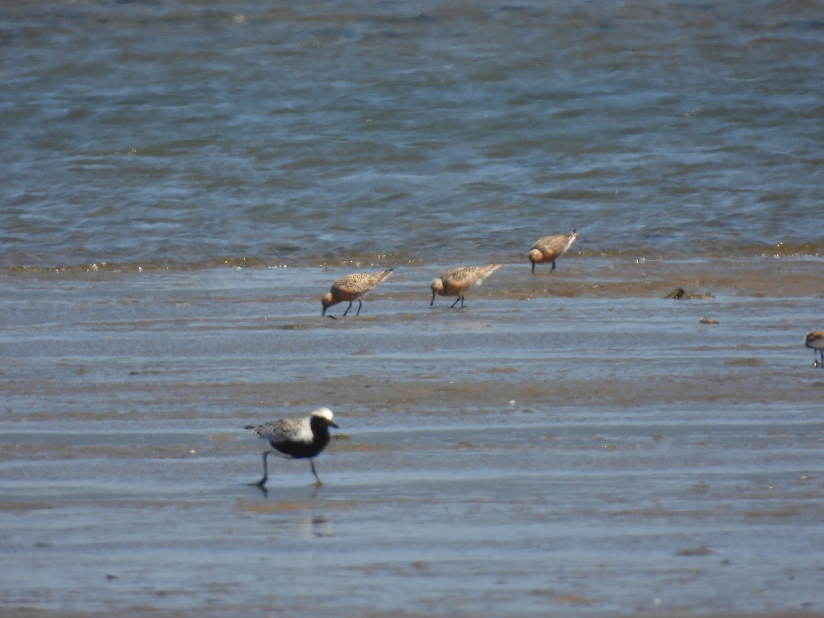 Red Knot - ML565704981