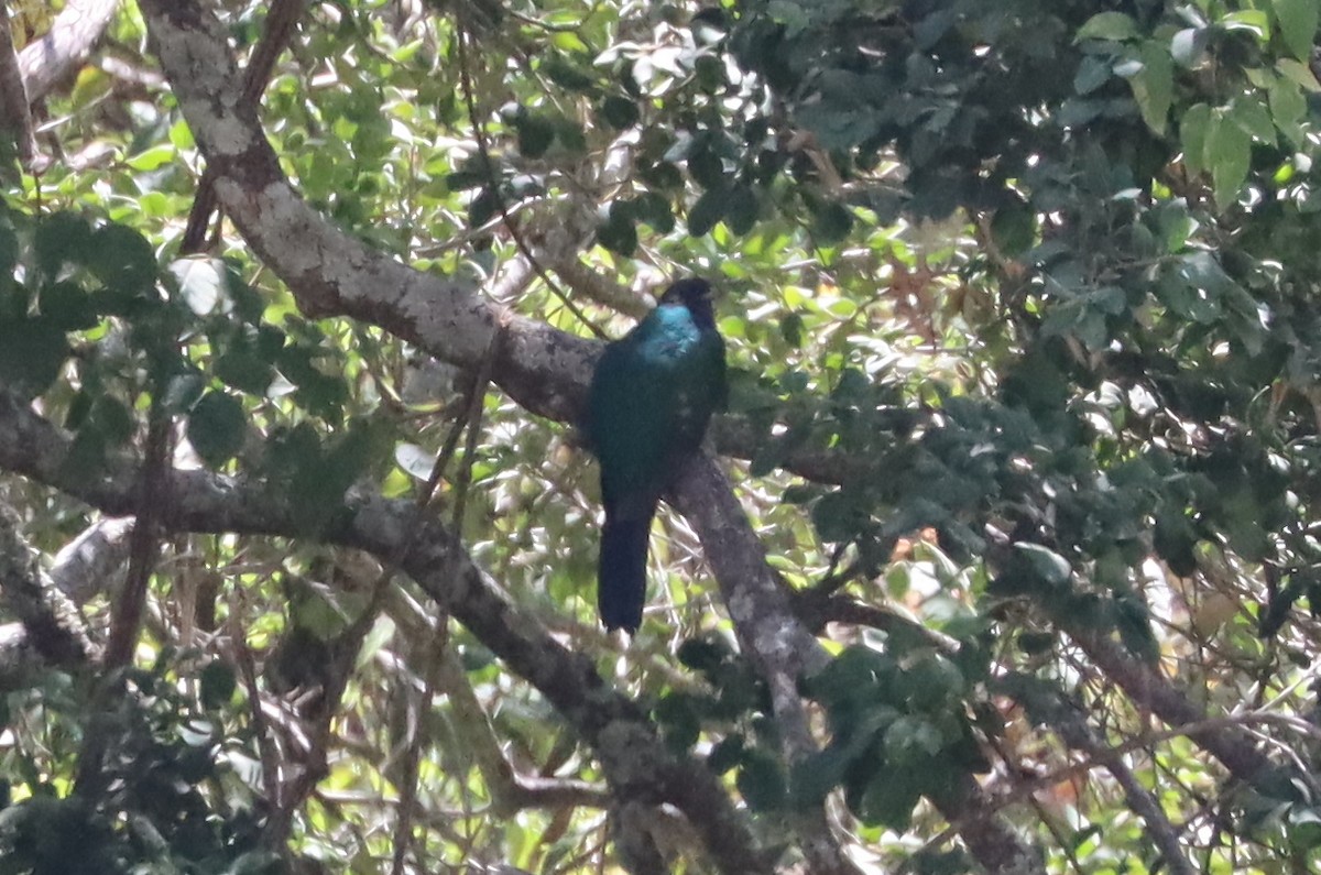 Eared Quetzal - Ricardo Lopez Z.