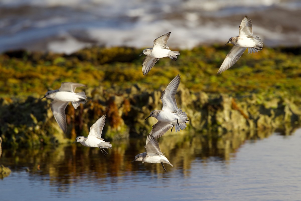 Bécasseau sanderling - ML565706121