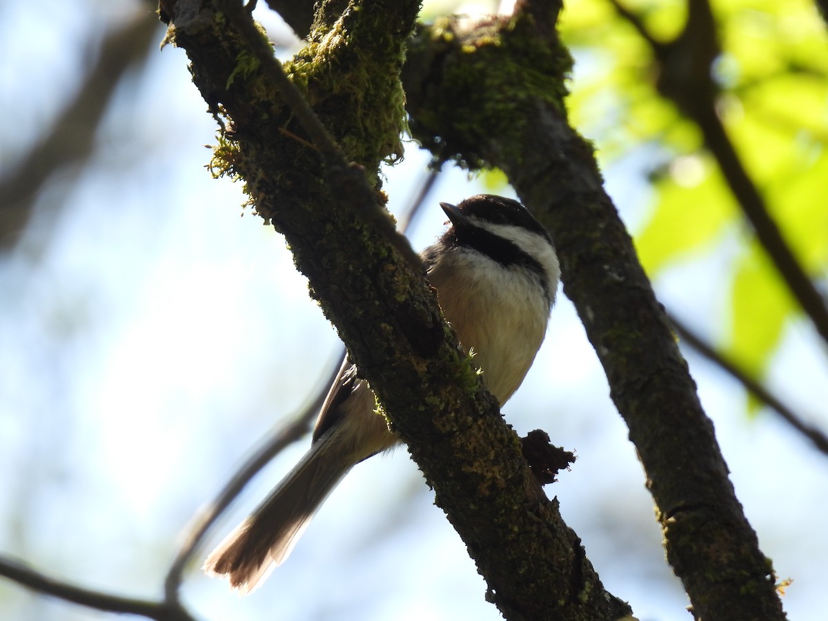Black-capped Chickadee - ML565707061