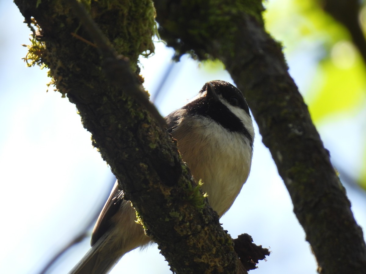 Black-capped Chickadee - ML565707081