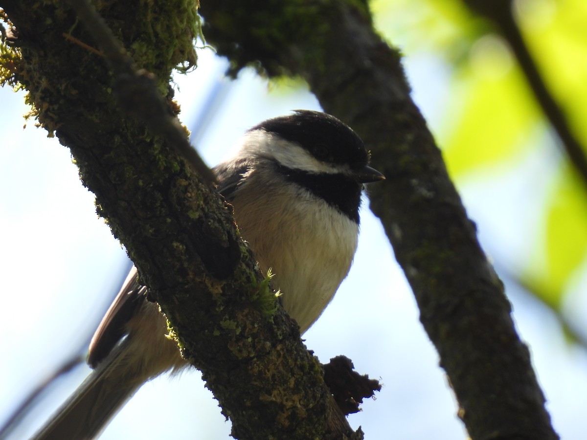 Black-capped Chickadee - ML565707101