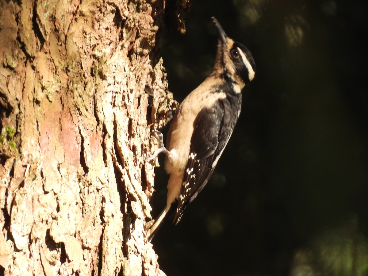 Hairy Woodpecker - ML565707151