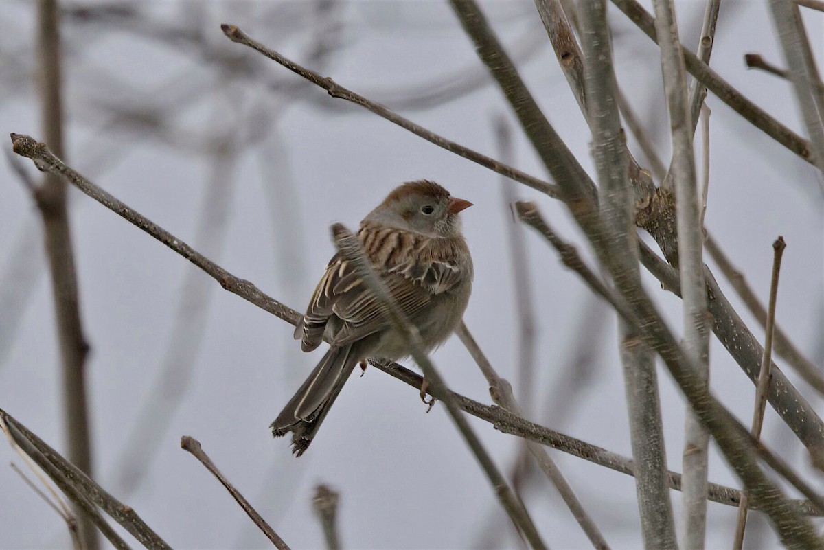 Field Sparrow - ML565707791