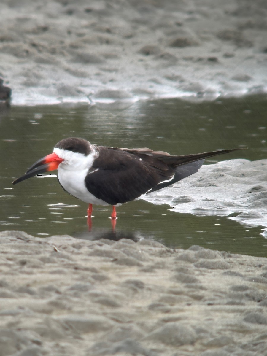 Black Skimmer - Julia Rabkin