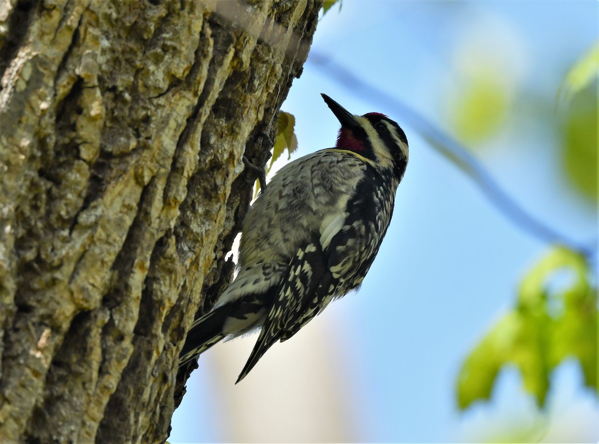 Yellow-bellied Sapsucker - ML565708791