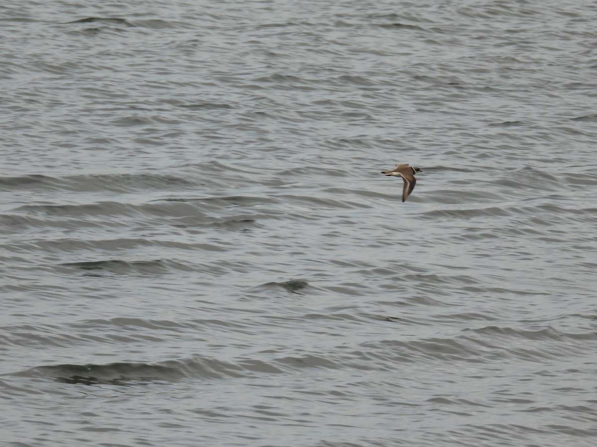 Semipalmated Plover - John McKay