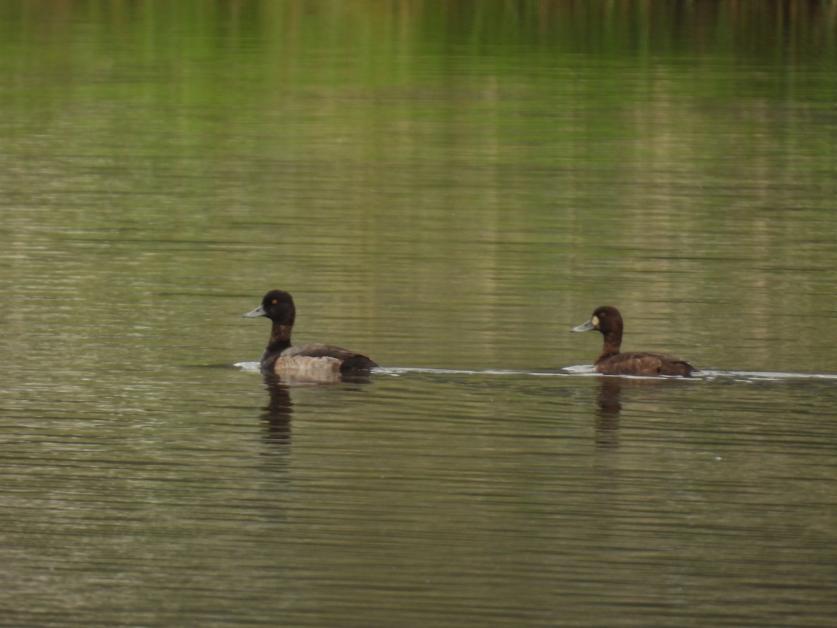 Greater Scaup - John McKay