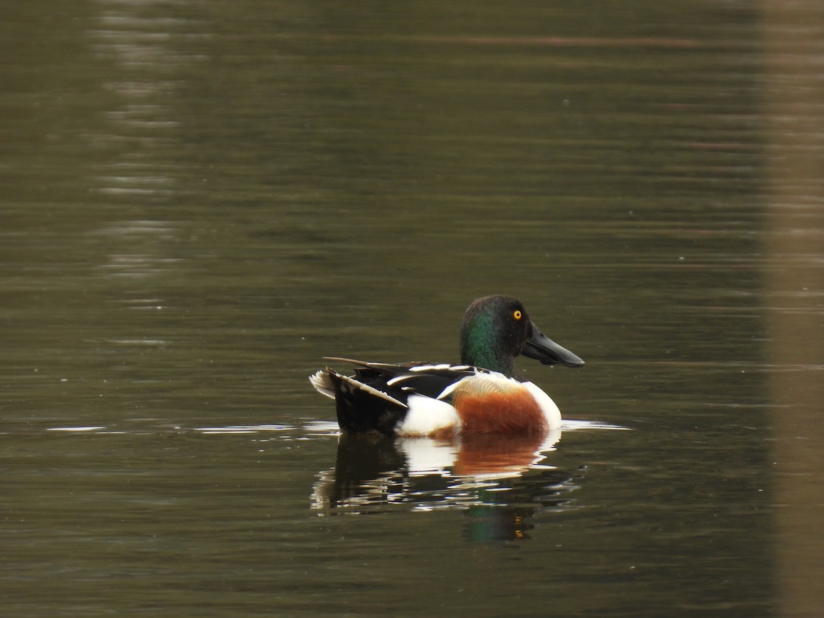 Northern Shoveler - John McKay