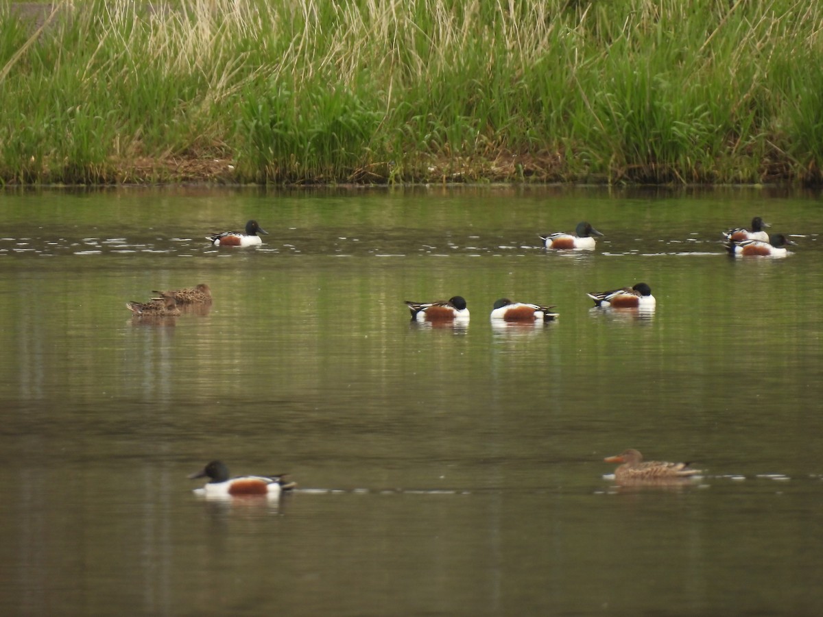 Northern Shoveler - ML565709531