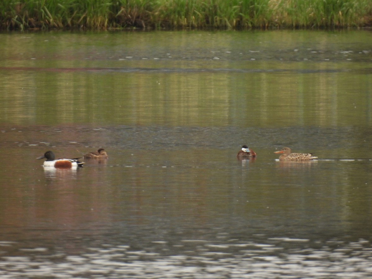 Ruddy Duck - John McKay