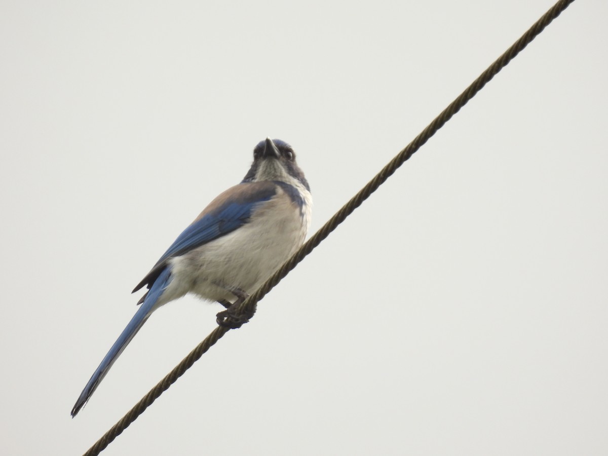 California Scrub-Jay - ML565709831