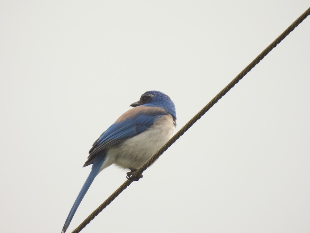 California Scrub-Jay - ML565709951