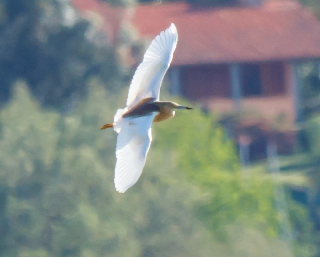 Sgarza ciuffetto - ML565710231