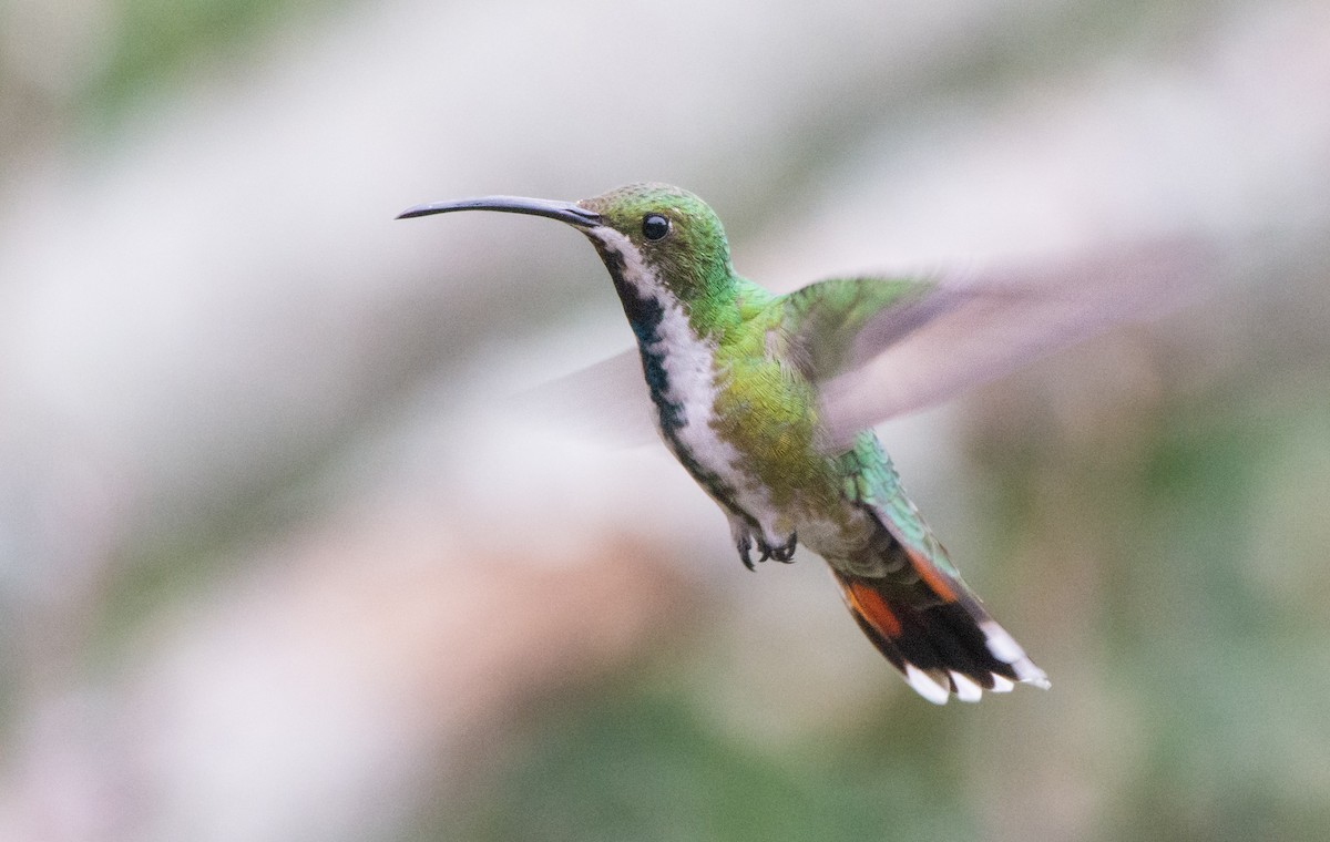 Green-breasted Mango - Collin Stempien