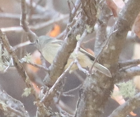 Hutton's Vireo - ML565710371