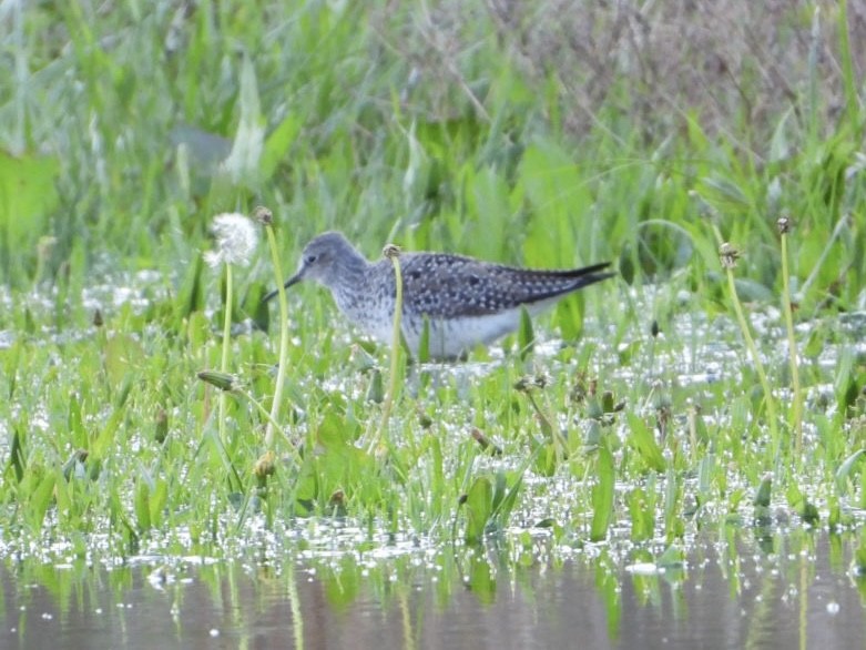 Lesser Yellowlegs - ML565711321