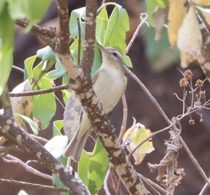 Warbling Vireo - Ricardo Lopez Z.