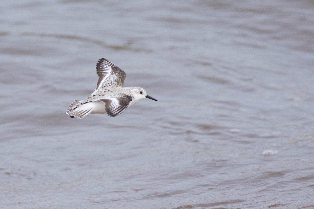 Sanderling - John P Richardson