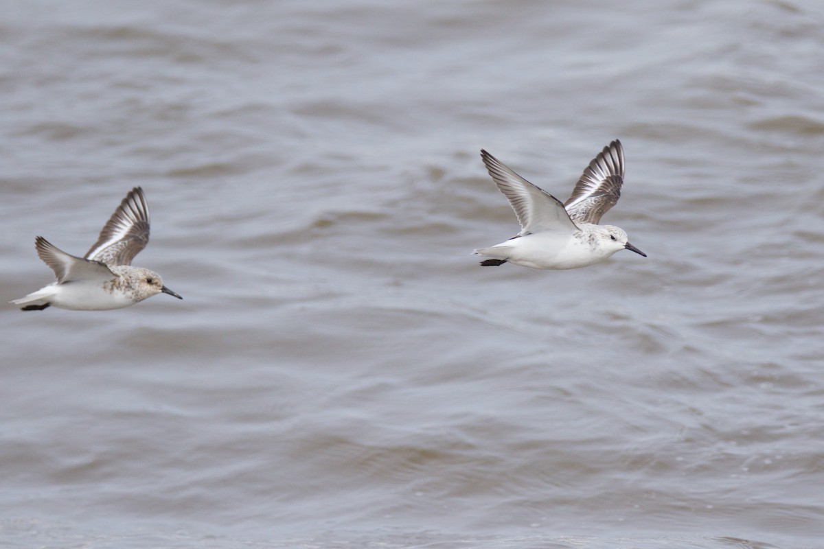 Sanderling - John P Richardson