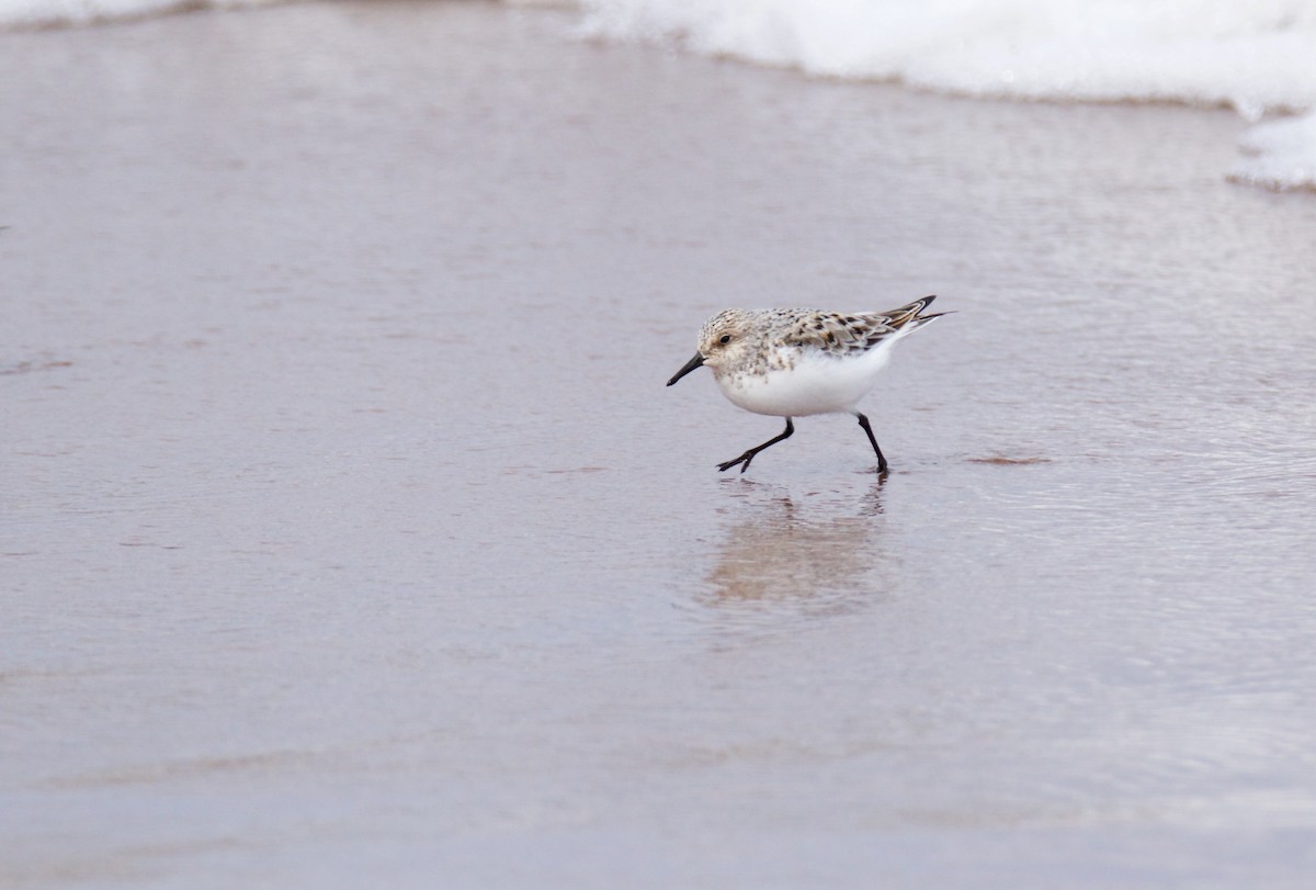 Sanderling - John P Richardson