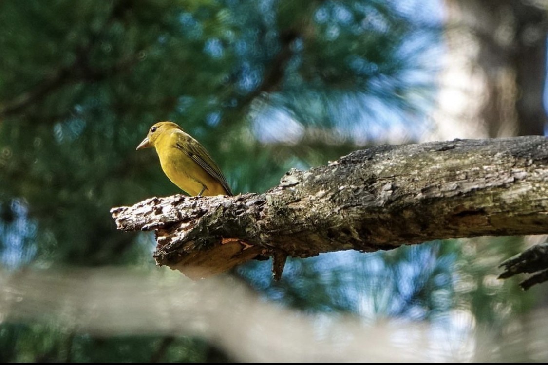 Summer Tanager - ML565713221