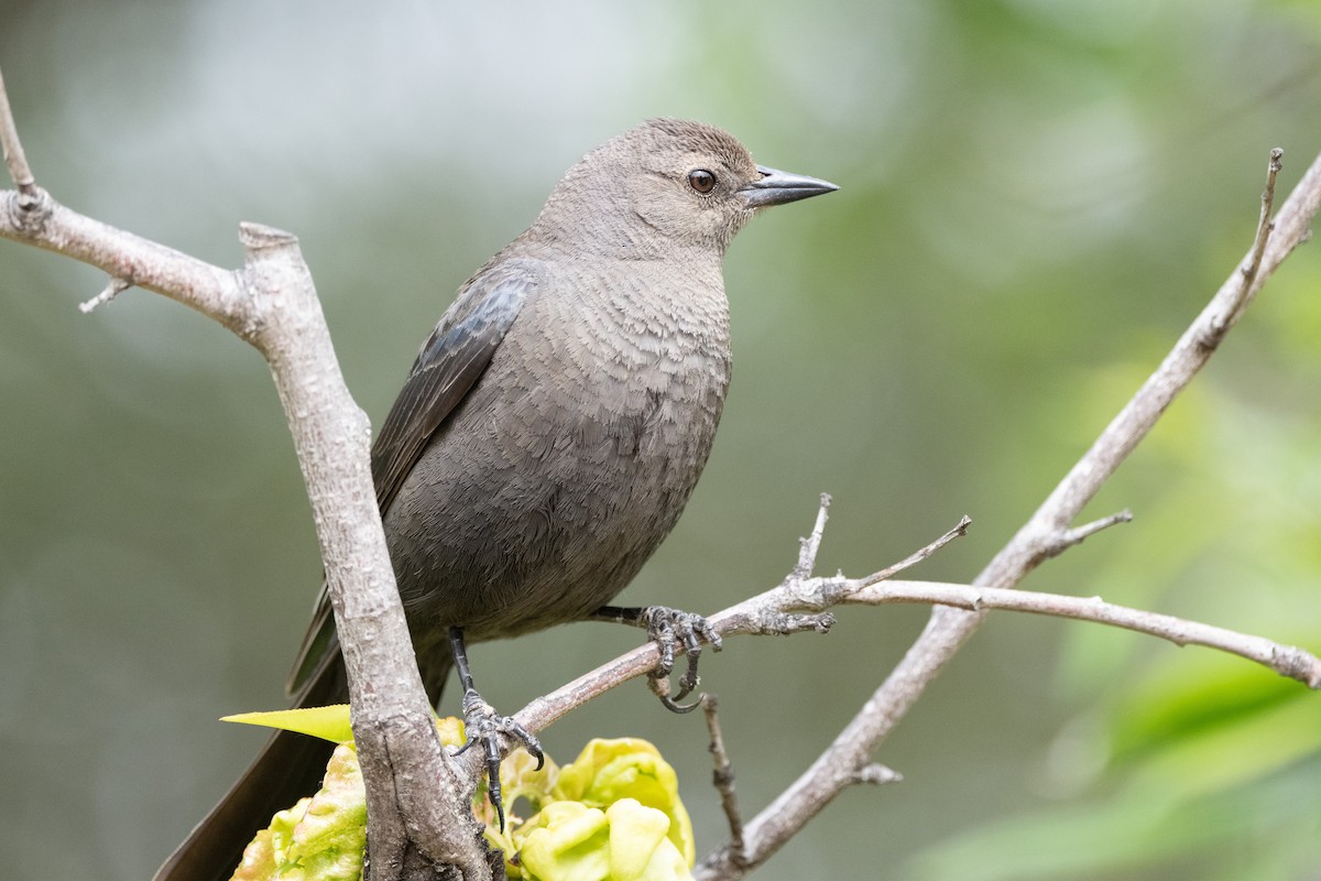 Brewer's Blackbird - ML565714741