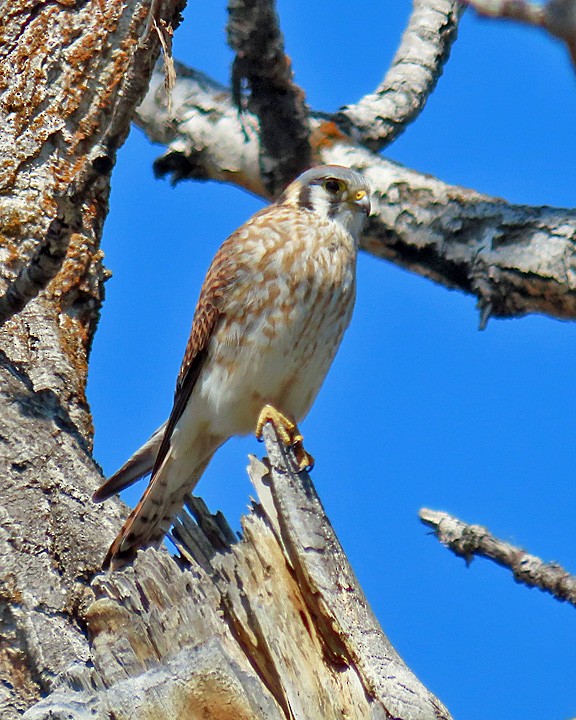 American Kestrel - ML565714751