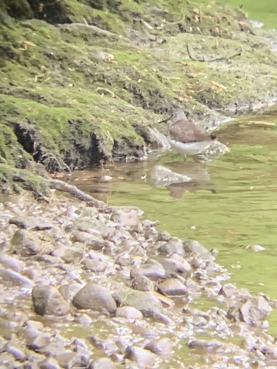 Solitary Sandpiper - ML565714911