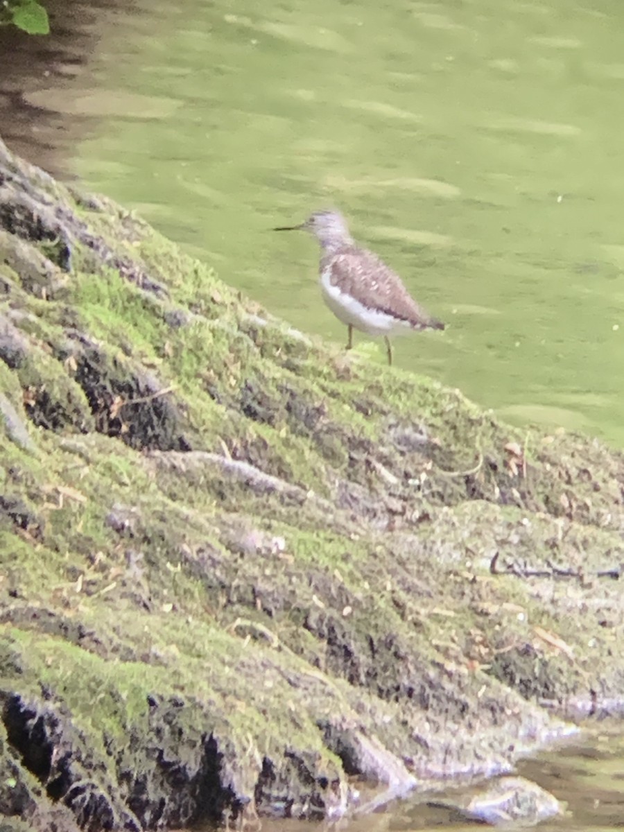Solitary Sandpiper - ML565714921