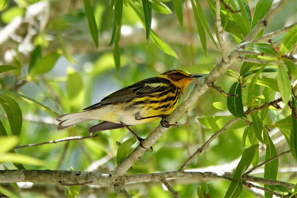 Cape May Warbler - ML565714981