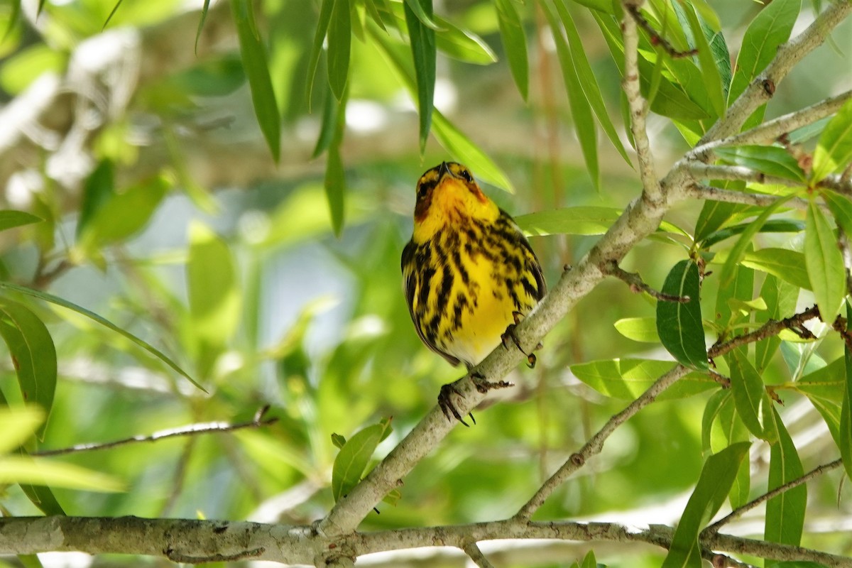 Cape May Warbler - ML565715011