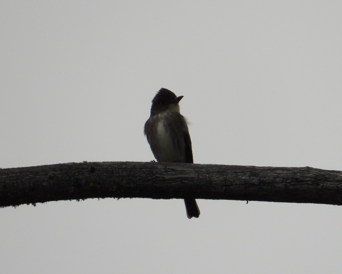 Olive-sided Flycatcher - ML565716481
